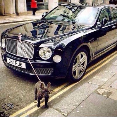 These rich dogs of instagram lead far better lives than us & we can’t help but be jealous