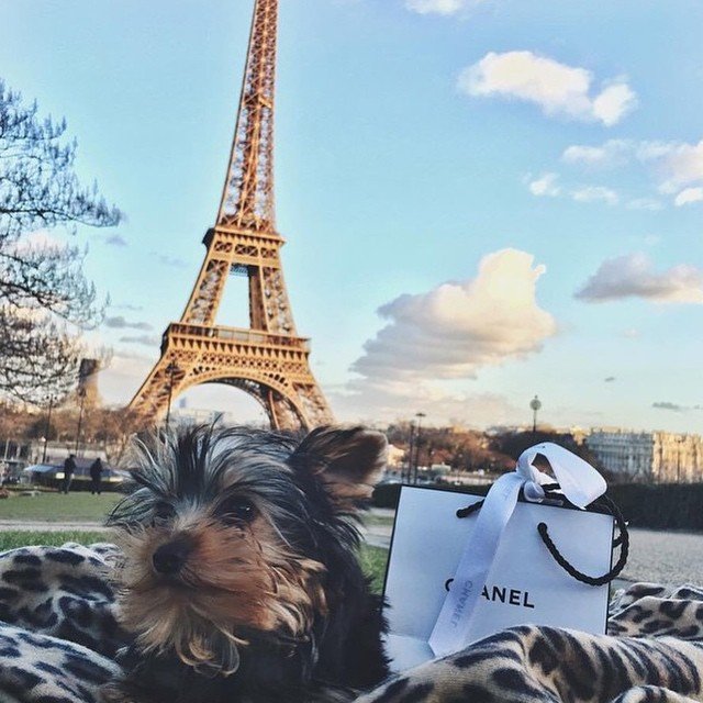 These rich dogs of instagram lead far better lives than us & we can’t help but be jealous