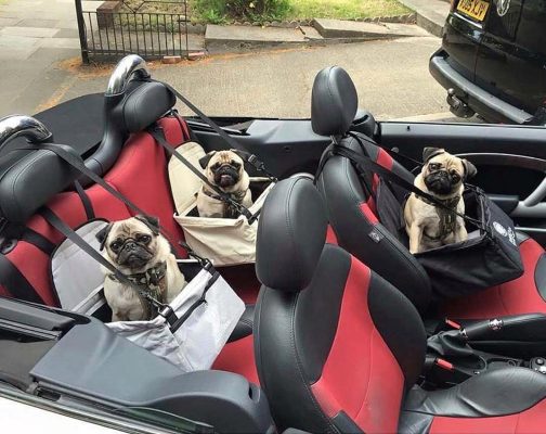 These rich dogs of instagram lead far better lives than us & we can’t help but be jealous
