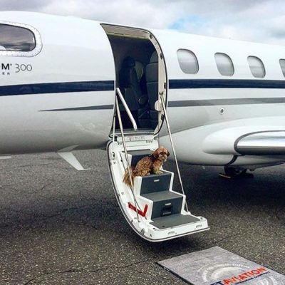 These rich dogs of instagram lead far better lives than us & we can’t help but be jealous
