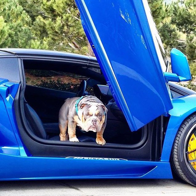 These rich dogs of instagram lead far better lives than us & we can’t help but be jealous