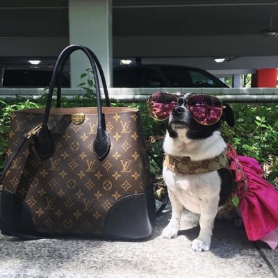 These rich dogs of instagram lead far better lives than us & we can’t help but be jealous