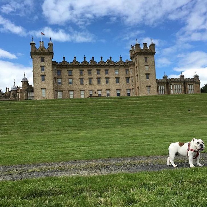 These rich dogs of instagram lead far better lives than us & we can’t help but be jealous
