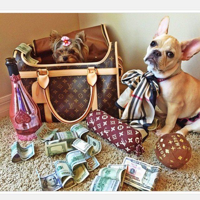 These rich dogs of instagram lead far better lives than us & we can’t help but be jealous