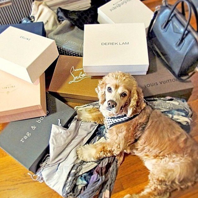 These rich dogs of instagram lead far better lives than us & we can’t help but be jealous