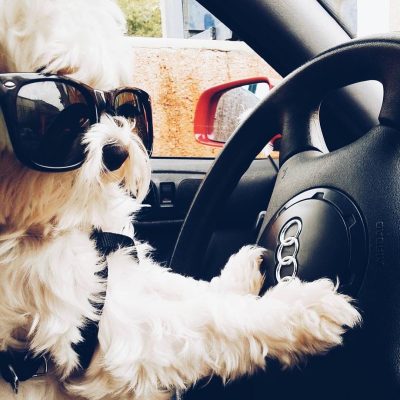 These rich dogs of instagram lead far better lives than us & we can’t help but be jealous