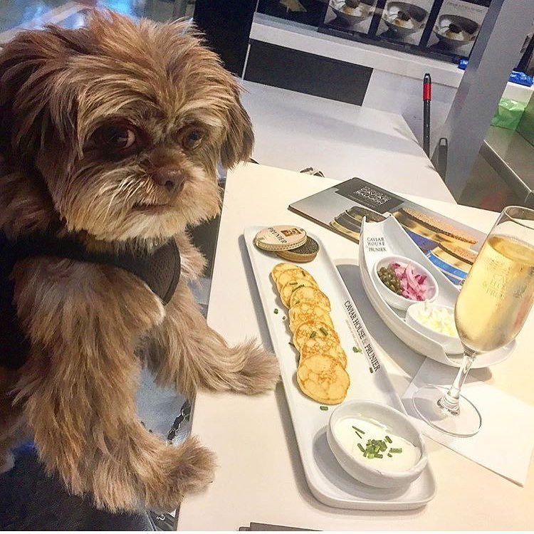 These rich dogs of instagram lead far better lives than us & we can’t help but be jealous