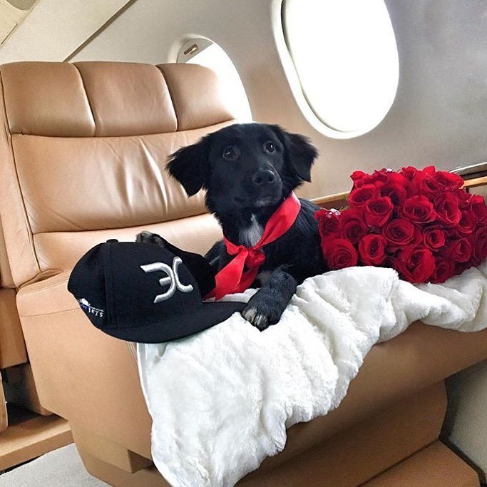 These rich dogs of instagram lead far better lives than us & we can’t help but be jealous