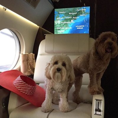 These rich dogs of instagram lead far better lives than us & we can’t help but be jealous