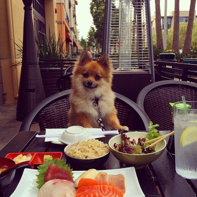 These rich dogs of instagram lead far better lives than us & we can’t help but be jealous