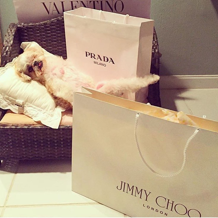 These rich dogs of instagram lead far better lives than us & we can’t help but be jealous
