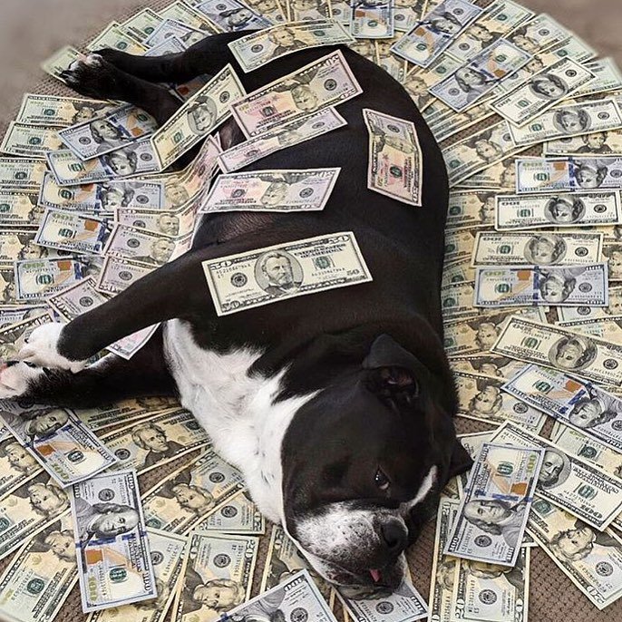 These rich dogs of instagram lead far better lives than us & we can’t help but be jealous