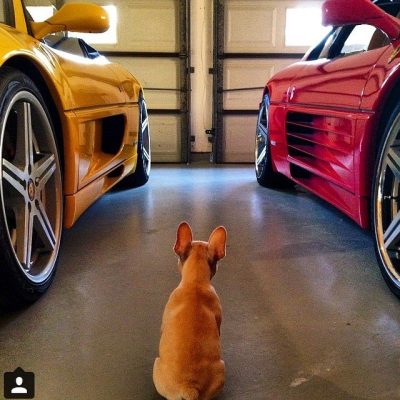These rich dogs of instagram lead far better lives than us & we can’t help but be jealous