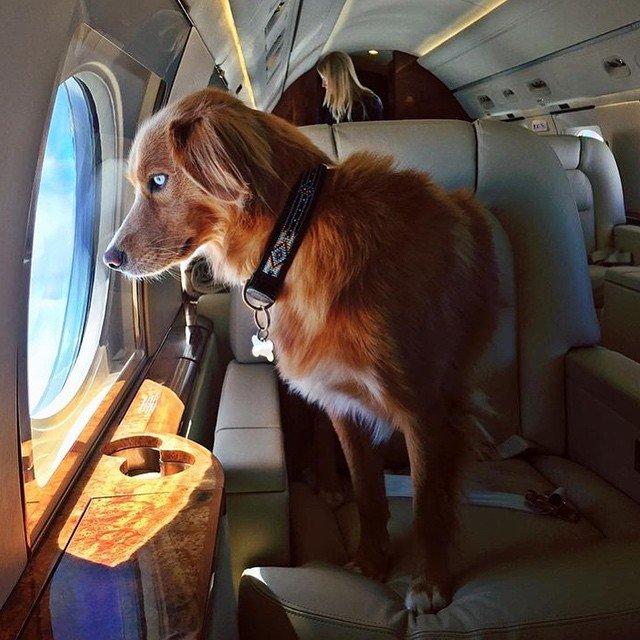 These rich dogs of instagram lead far better lives than us & we can’t help but be jealous