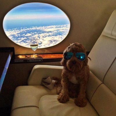 These rich dogs of instagram lead far better lives than us & we can’t help but be jealous
